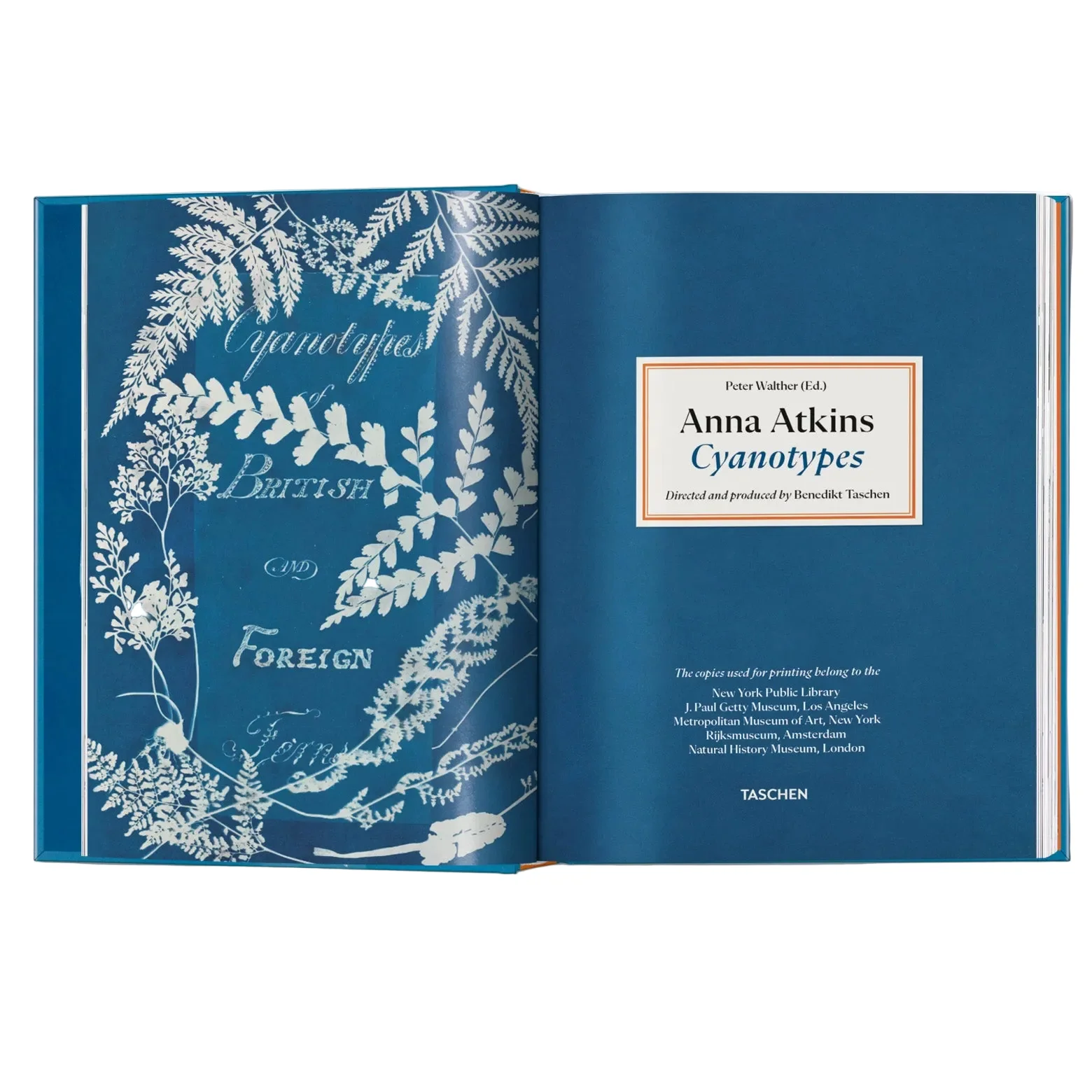 Anna Atkins – Cyanotypes - Image 2