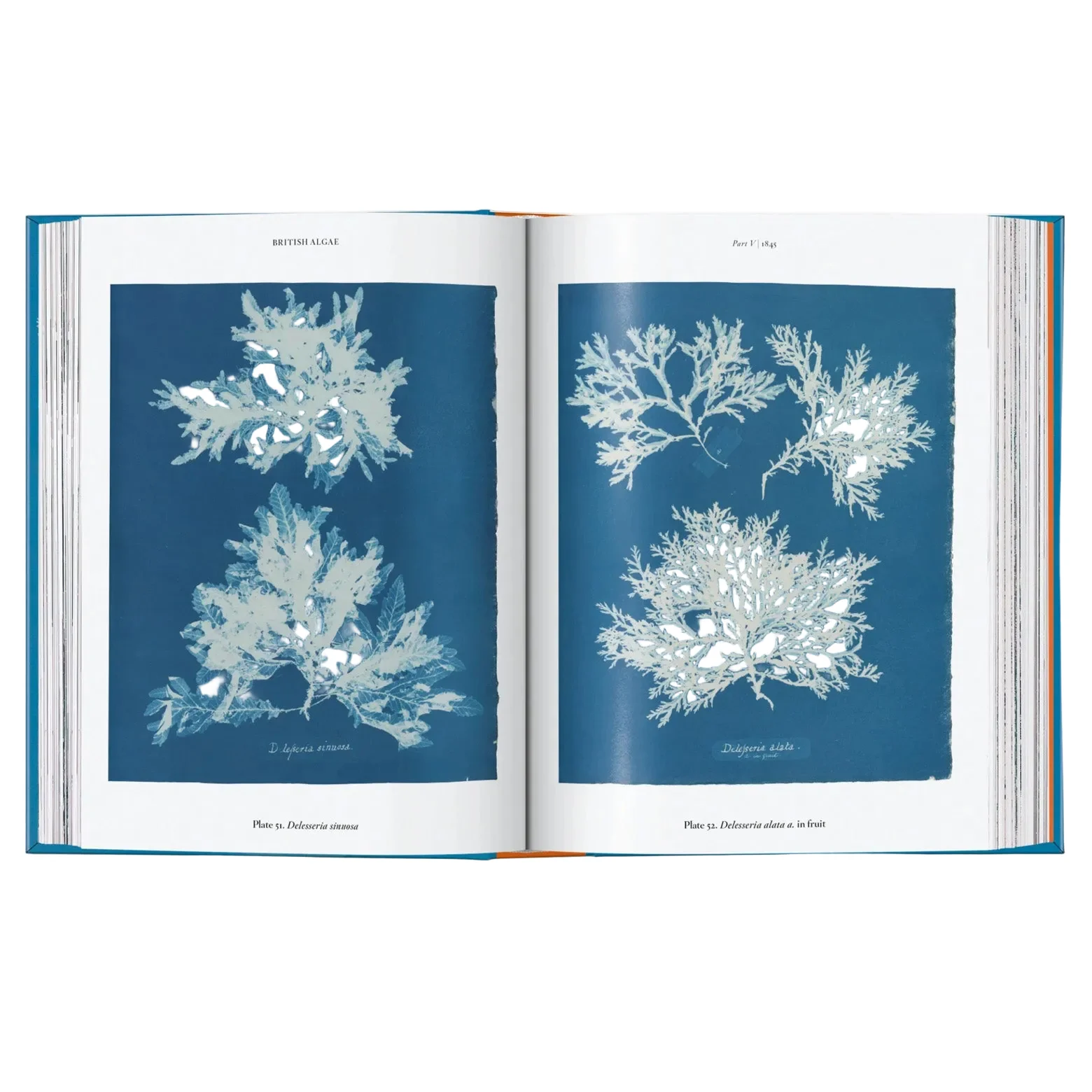 Anna Atkins – Cyanotypes - Image 3