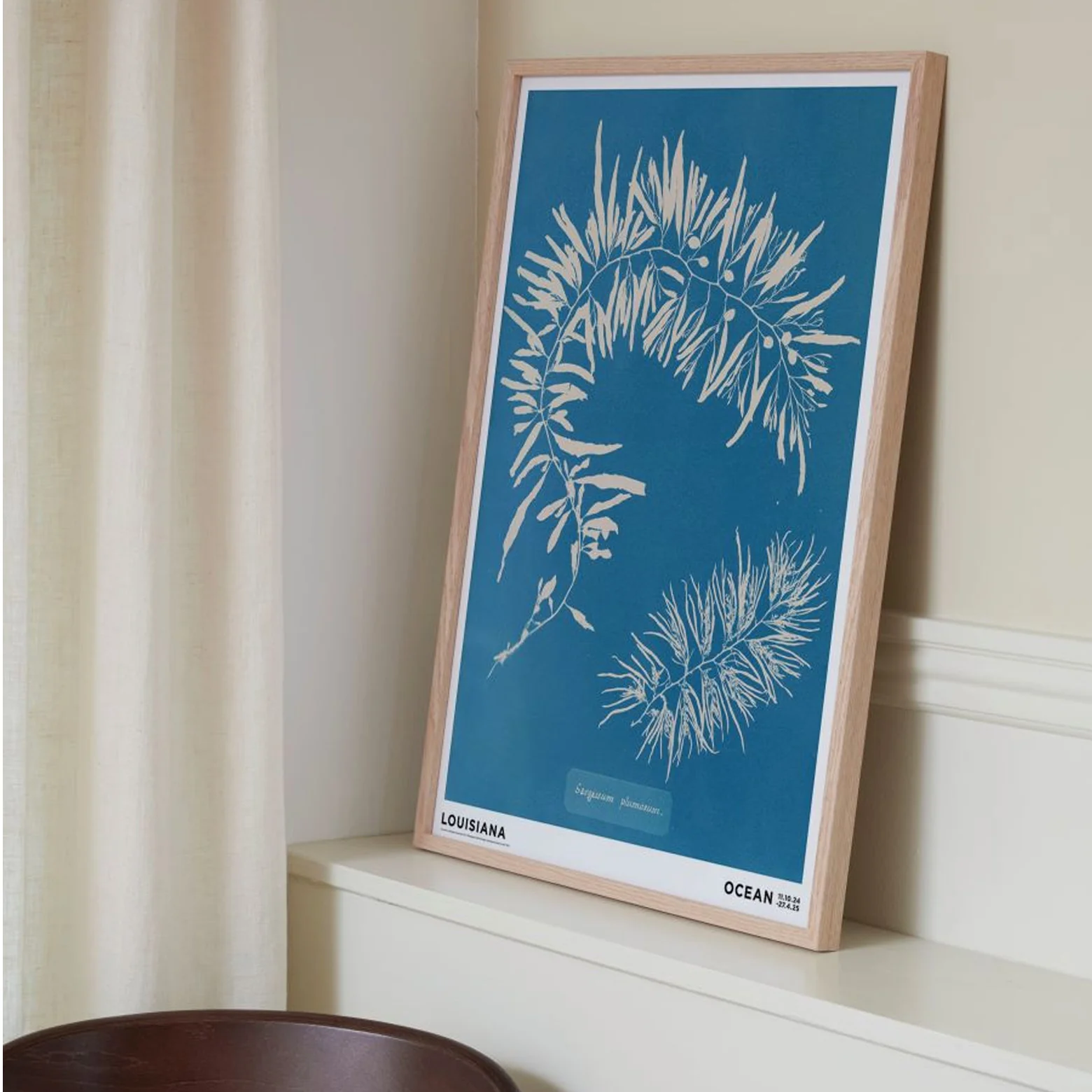 Anna Atkins – Sargassum plumosum (1843-1853) - Image 2