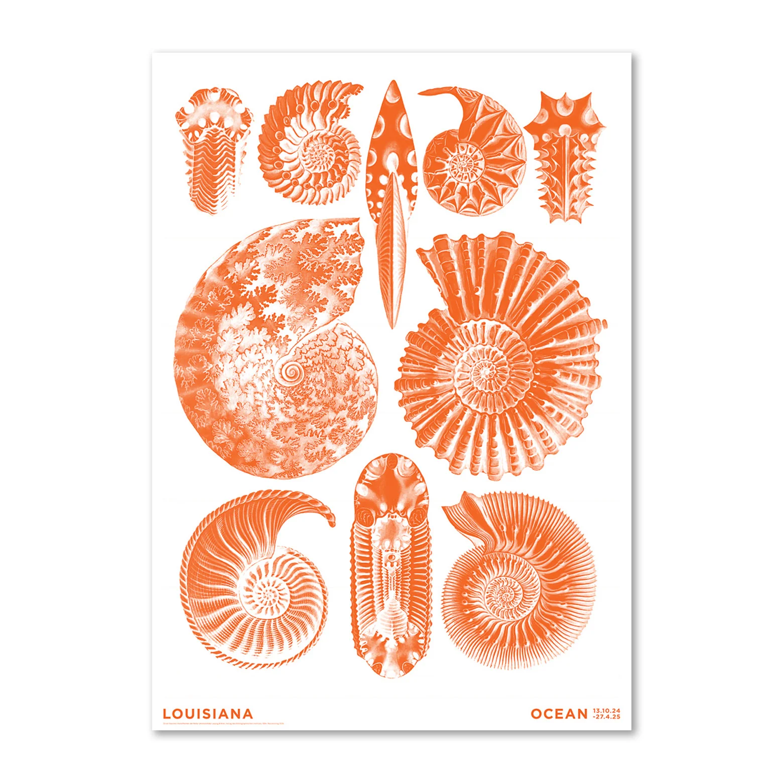 Haeckel – Ammonitida orange – Ocean (2024)
