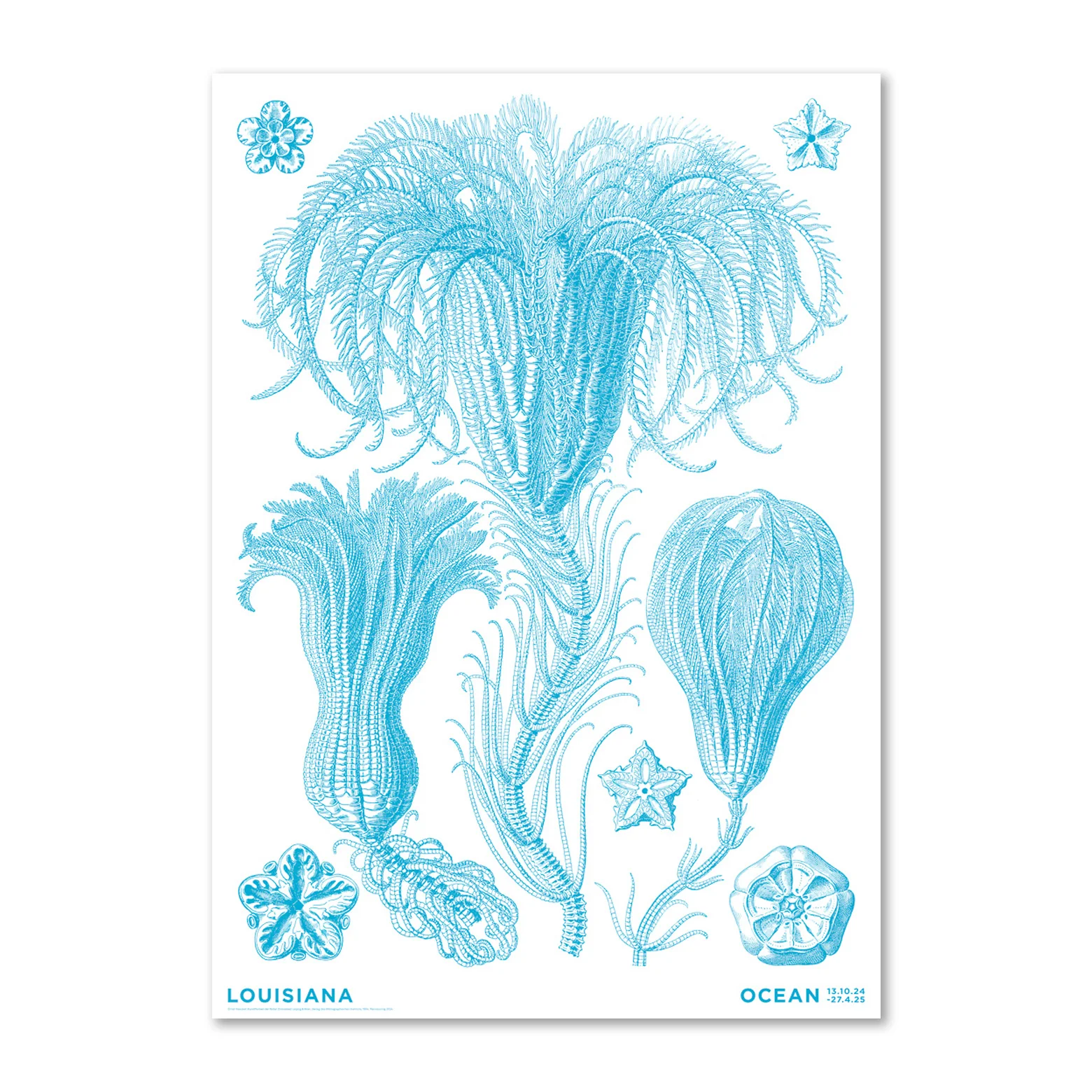 Haeckel – Crinoideae blå – Ocean (2024)