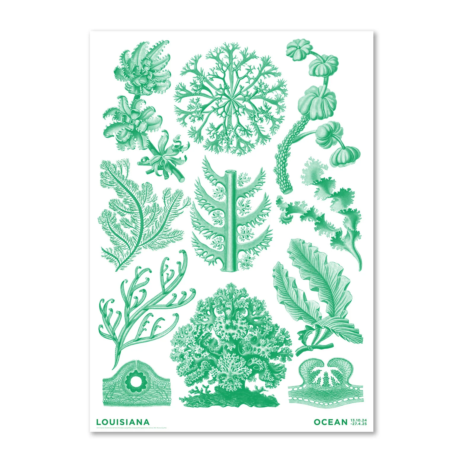 Haeckel – Florideae Ocean – grøn (2024)