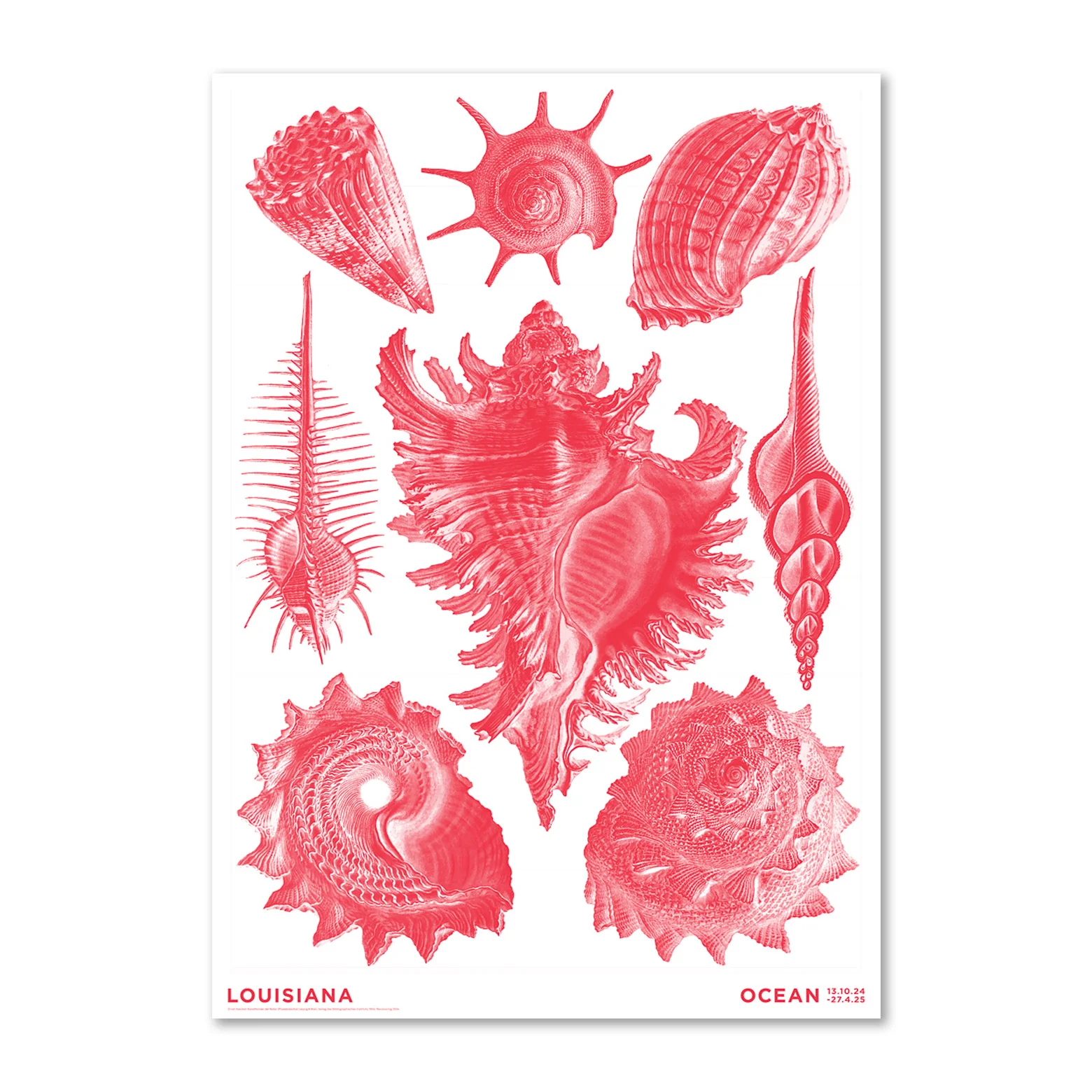 Haeckel – Prosobranchia koralrød – Ocean (2024)