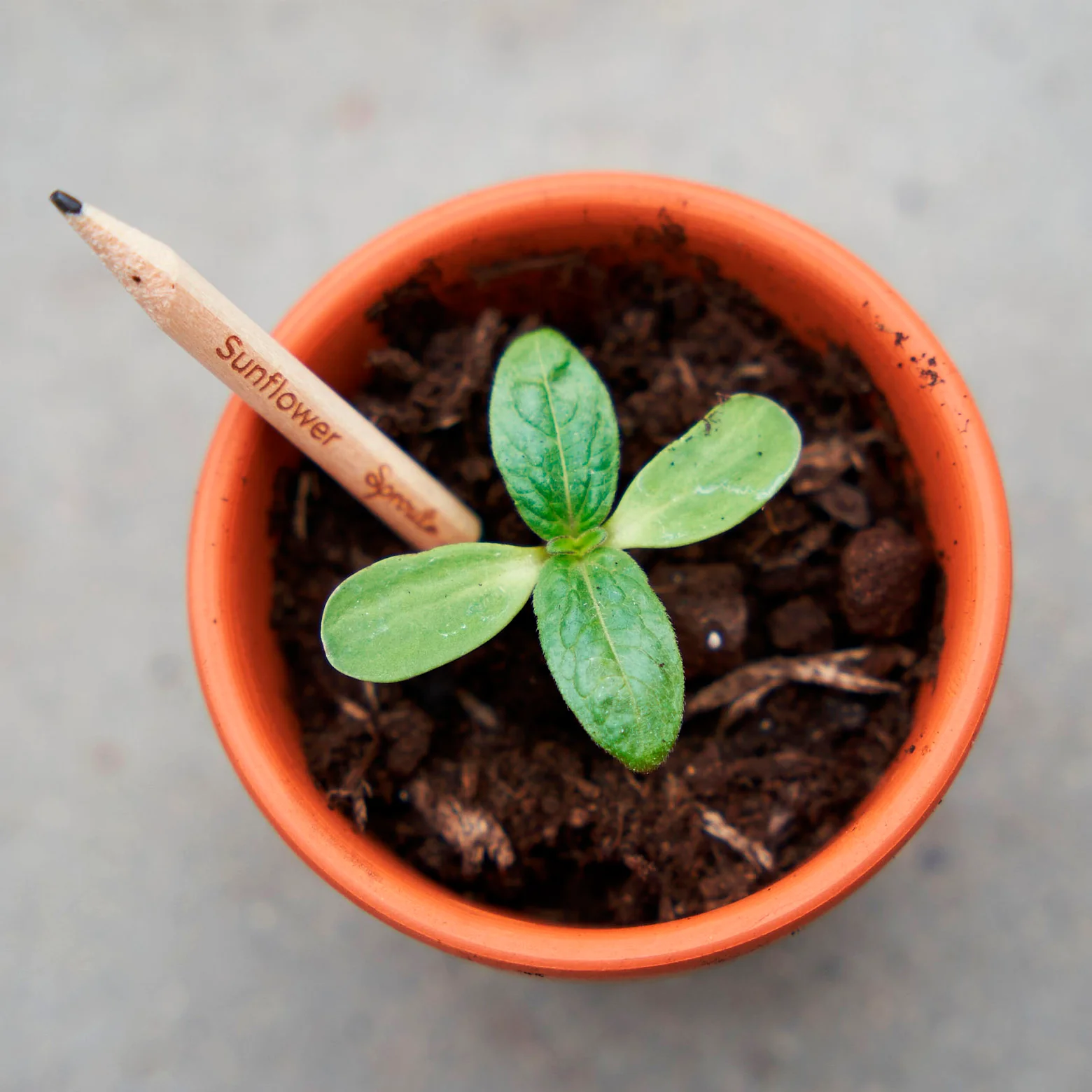 Plantbar blyant – sæt af 3