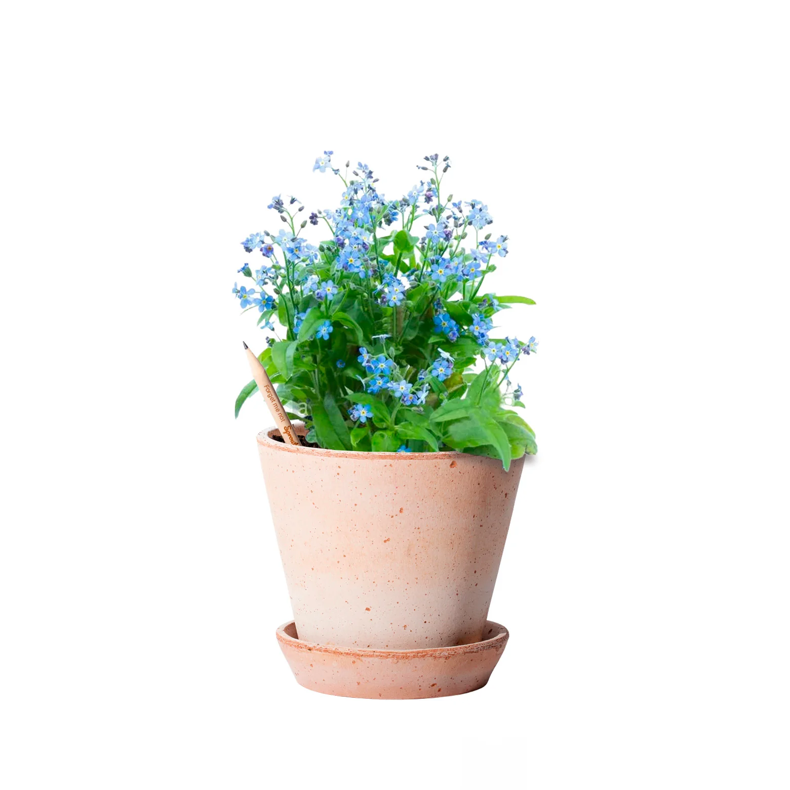 Plantbar blyant – sæt af 3 - Image 4