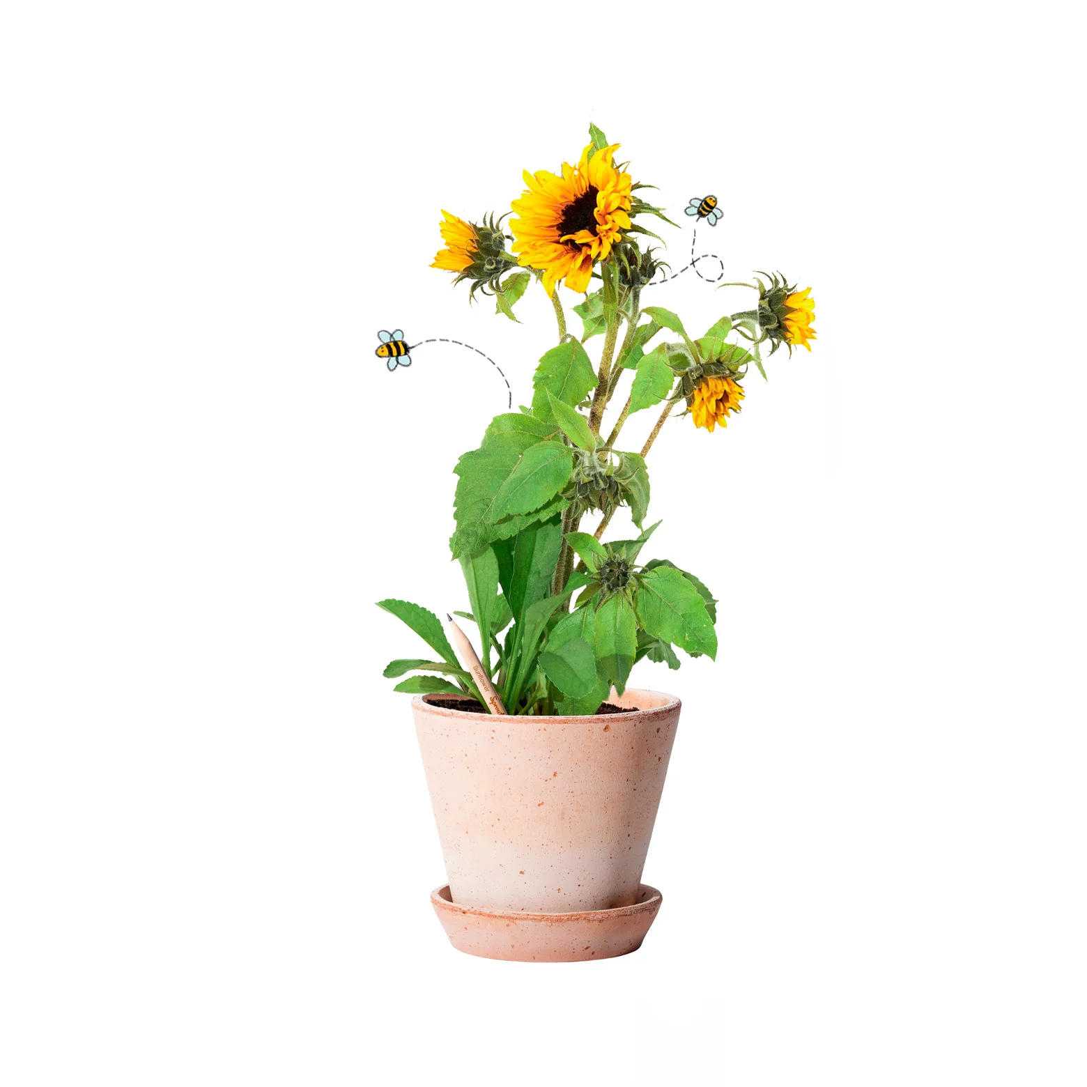 Plantbar blyant – sæt af 3 - Image 7
