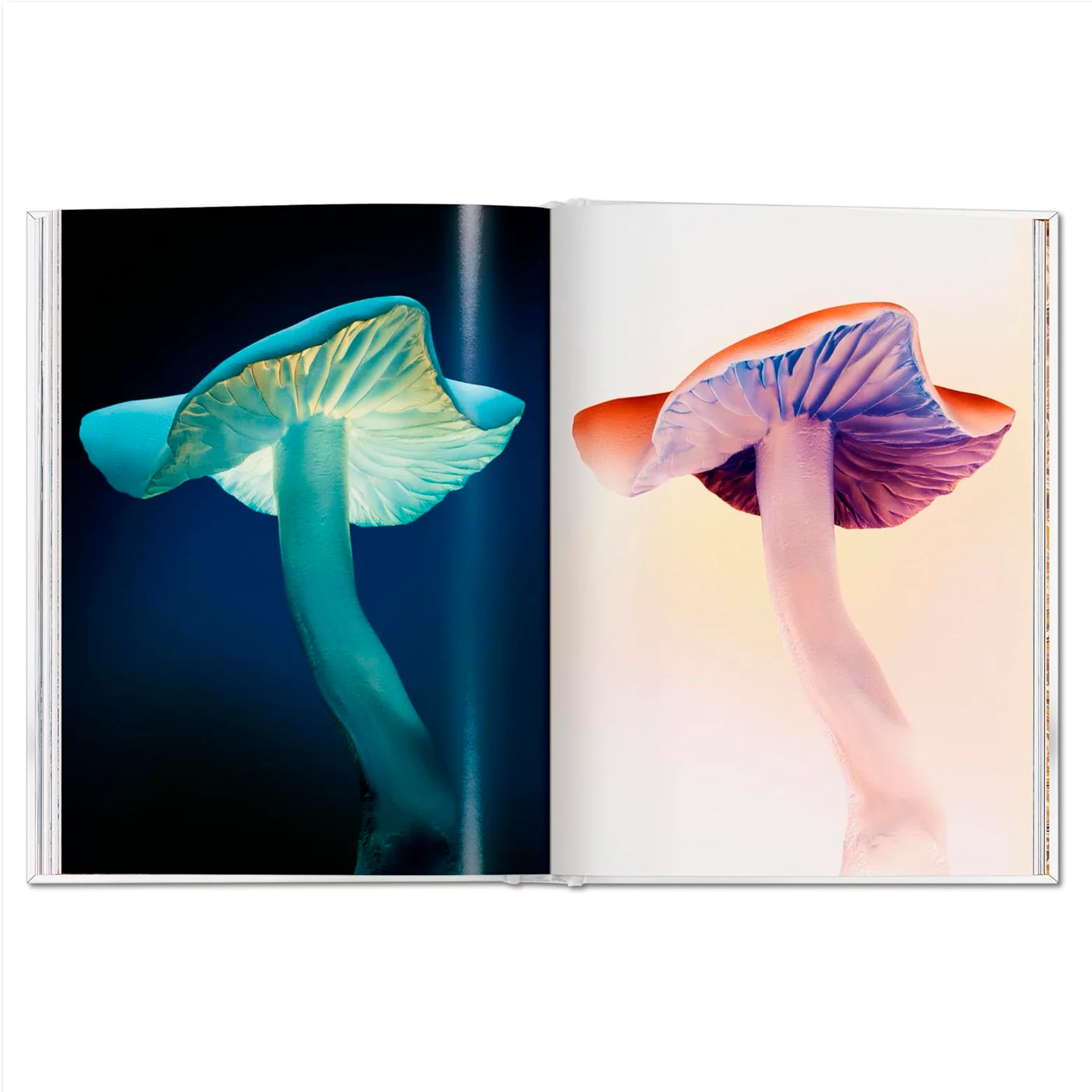 The Gourmand's Mushroom - A Collection of Stories and Recipes - Image 3