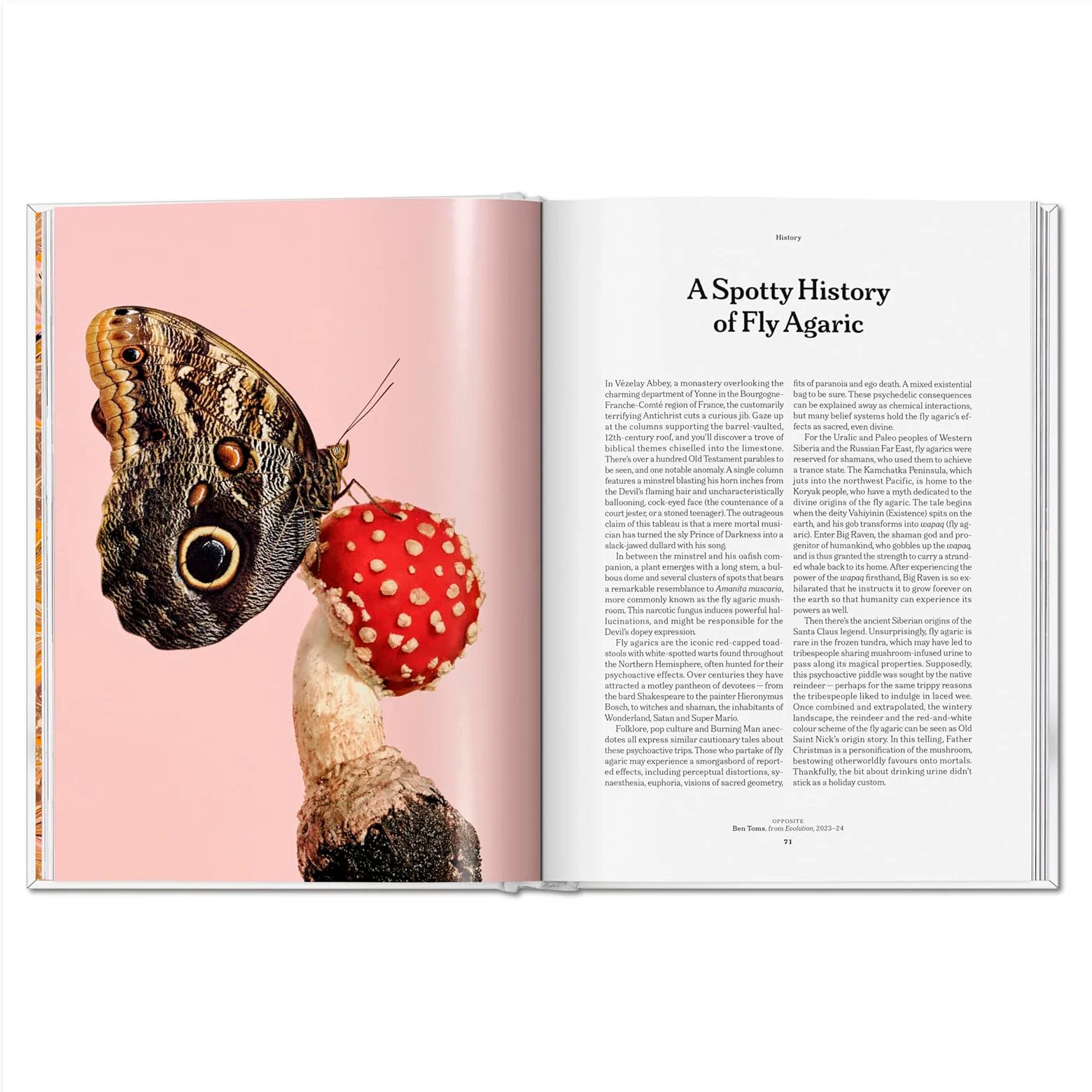 The Gourmand's Mushroom - A Collection of Stories and Recipes - Image 4