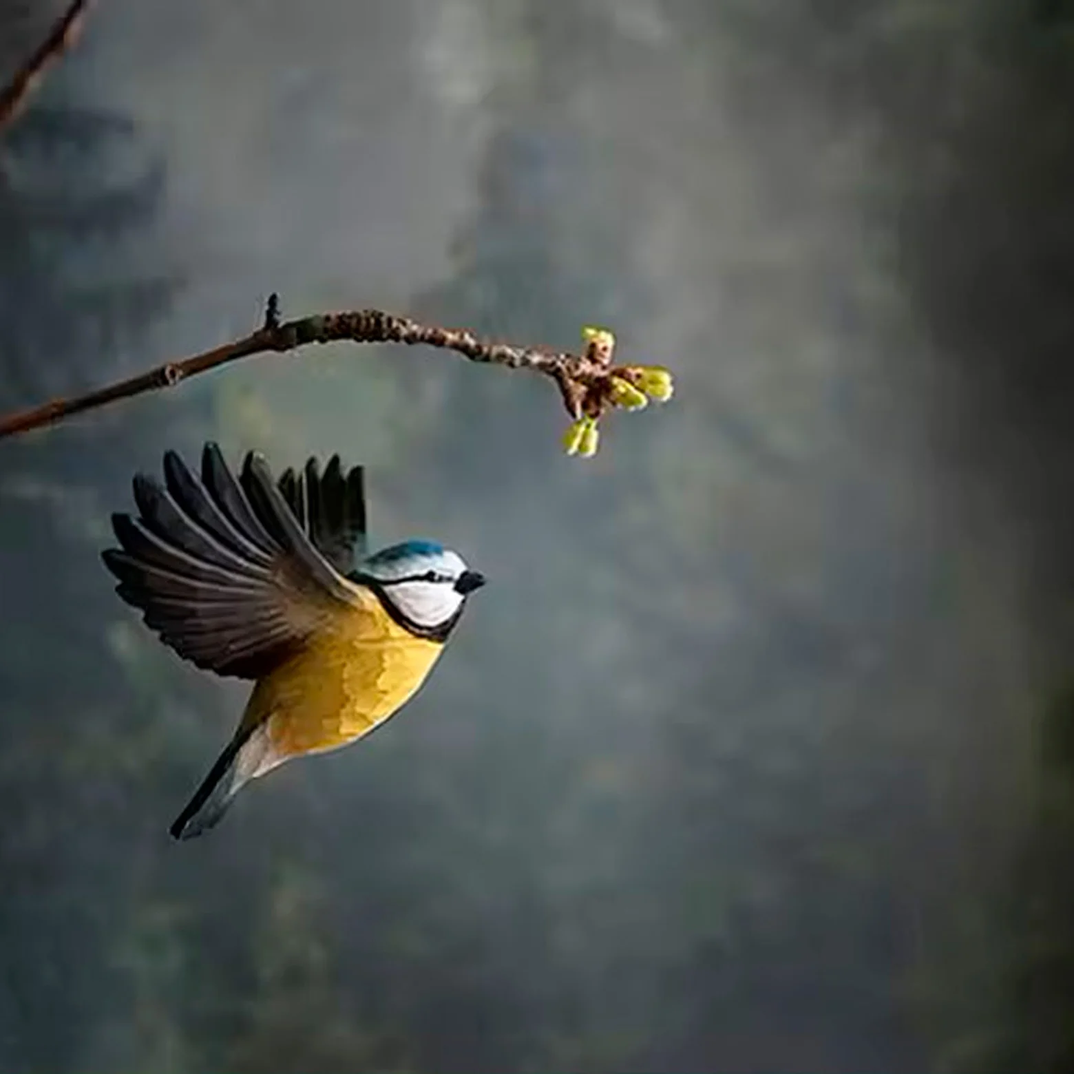 DecoBird Flying - Image 4